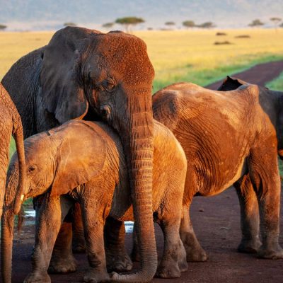 cause3-1 elephant