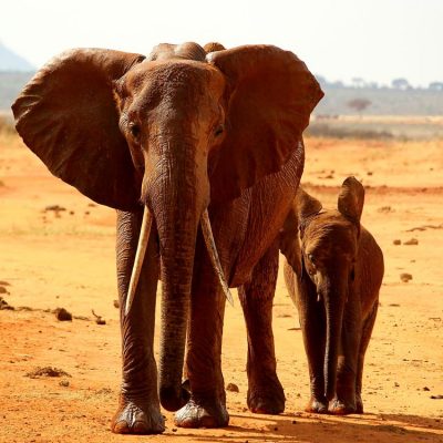 cause6 elephant