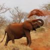 elephant